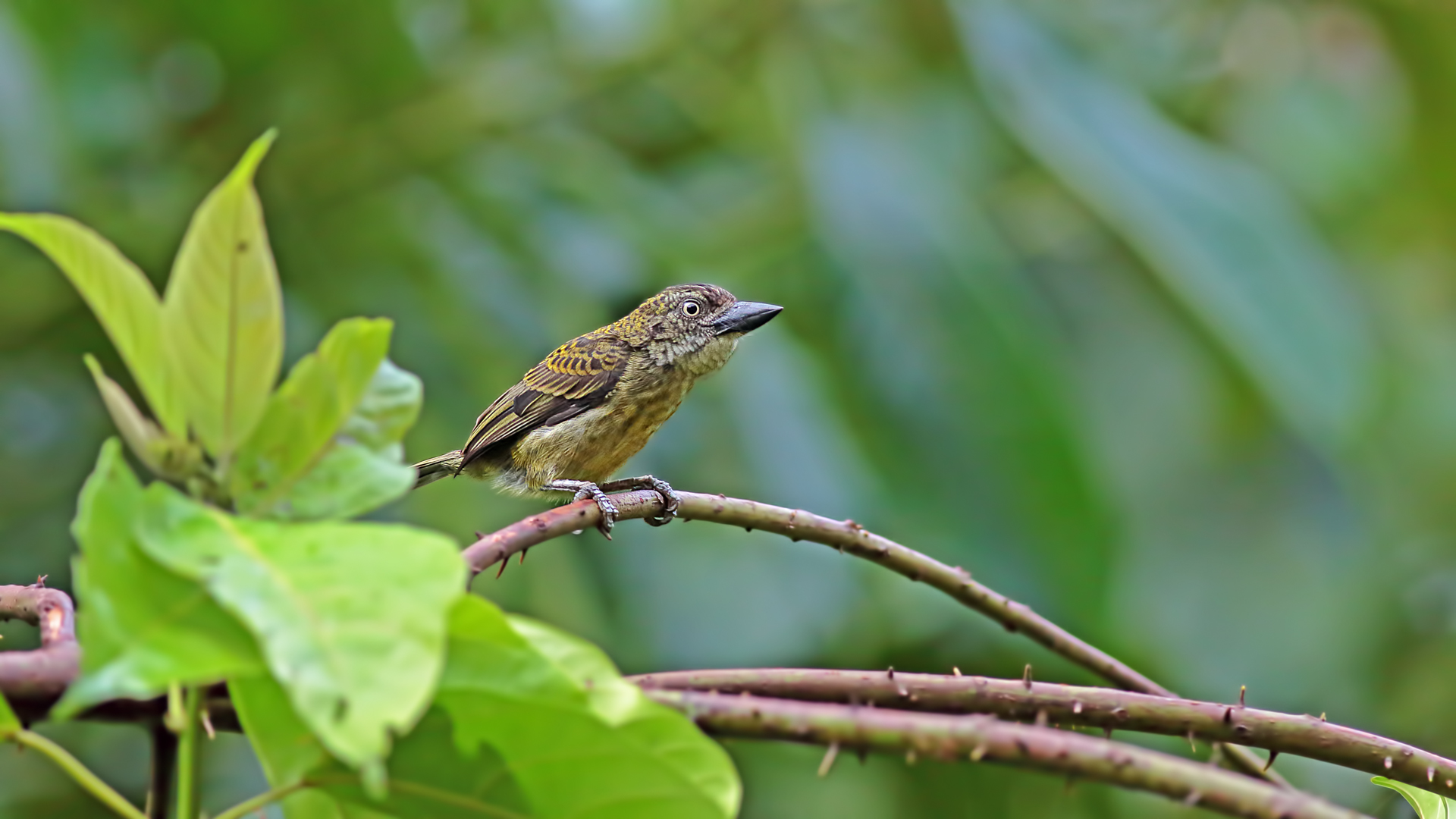 Speckled Tinkerbird — Ana fotoğraf